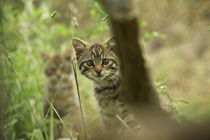 Scottish Wildcat, Felis silvestris