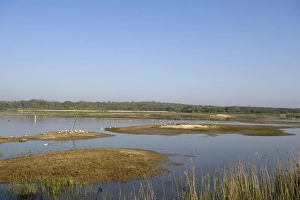 Rspb Reserve Prints: Scrape at Minsmere RSPB Reserve Suffolk April