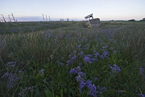Sea Lavender Limonium vulgare growing on saltmarsh at Thornham Norfolk summer Sea Lavender Limonium vulgare growing on saltmarsh at Thornham Norfolk summer