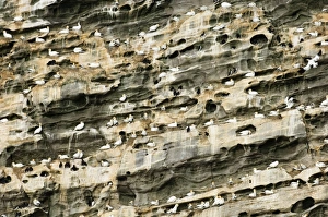 Seabird cliff with breeding Gannets (Sula bassana) Noss Shetland summer Seabird cliff with breeding Gannets (Sula bassana) Noss Shetland summer