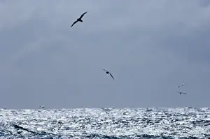 Gannet Prints: Seabirds (Fulmars & Gannets) out at sea off Shetland June