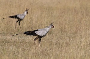 Secretary Bird Sagittarius serpentarius hunting Lake Nakuru Kenya Secretary Bird Sagittarius serpentarius hunting Lake Nakuru Kenya