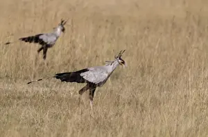 Kenya Prints: Secretary Bird Sagittarius serpentarius hunting Lake Nakuru Kenya