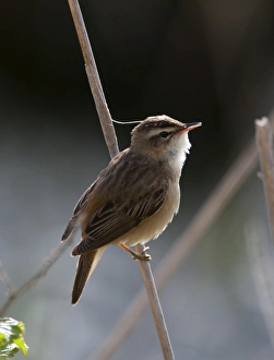 Sedge Warbler Acrocephalus schoenobaenus Cley Norfolk summer Sedge Warbler Acrocephalus schoenobaenus Cley Norfolk summer