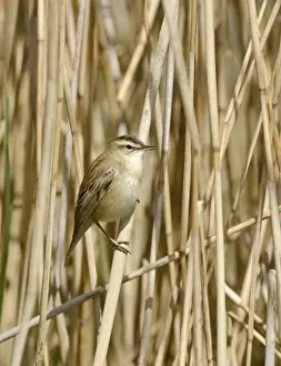Warbler Prints: Sedge Warbler Acrocephalus schoenobaenus Norfolk spring