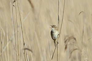Sedge Warbler Acrocephalus schoenobaenus in song Cley Norfolk May Sedge Warbler Acrocephalus schoenobaenus in song Cley Norfolk May
