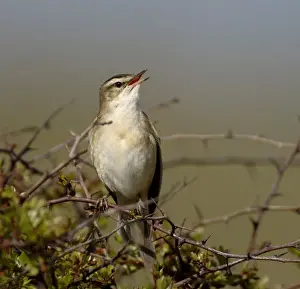 Sedge Warbler Acrocephalus schoenobaenus in song April Northumberland UK