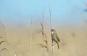 Sedge Warbler Acrocephalus schoenobaenus in song Cley Norfolk May