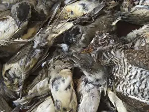 Cyprus Prints: Seized dead birds from raid on illegal trapping operatuon by the Game Fund in Republic