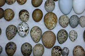 A selection of British Birds eggs from Victorian collection