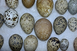 A selection of British Birds eggs from Victorian collection