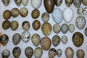 A selection of British Birds eggs from Victorian collection