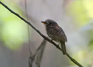 Neotropical Prints: Semi-collared Puffbird Malacoptila semicincta Tambopata Peru