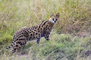 East Africa Prints: Serval Masai Mara Kenya