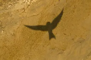 Hirundine Prints: Shadow of flying Sand Martin Riparia riparia Norfolk July