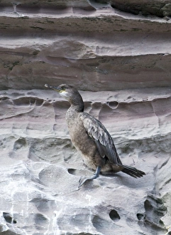Shag Phalacrocorax aristotelis 1st year Noss Shetland June