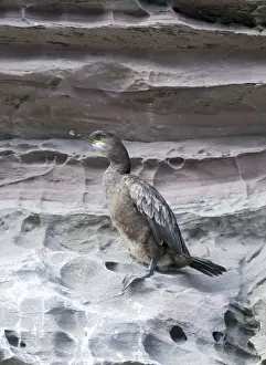 Shag Phalacrocorax aristotelis 1st year Noss Shetland June