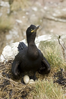 Shag Phalacrocorax aristotelis at nest Farne Islands Northumberland June Shag Phalacrocorax aristotelis at nest Farne Islands Northumberland June