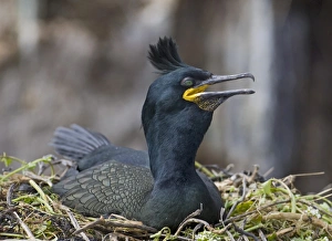 Shag Phalacrocorax aristotelis on nest Inner Farne Farne Islands Northumberland June Shag Phalacrocorax aristotelis on nest Inner Farne Farne Islands Northumberland June