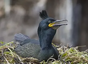 Shag Prints: Shag Phalacrocorax aristotelis on nest Inner Farne Farne Islands Northumberland June