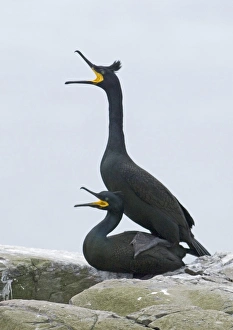 Shag Phalacrocorax aristotelis pair mating Inner Farne Farne Islands Northumberland June Shag Phalacrocorax aristotelis pair mating Inner Farne Farne Islands Northumberland June