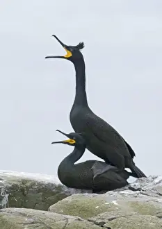 Shag Prints: Shag Phalacrocorax aristotelis pair mating Inner Farne Farne Islands Northumberland June
