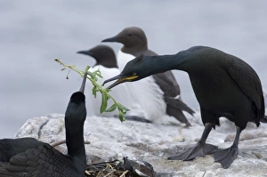 Shag Phalacrocorax aristotelis passing nesting material on nest Inner Farne Farne Shag Phalacrocorax aristotelis passing nesting material on nest Inner Farne Farne