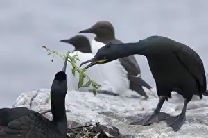 Shag Prints: Shag Phalacrocorax aristotelis passing nesting material on nest Inner Farne Farne
