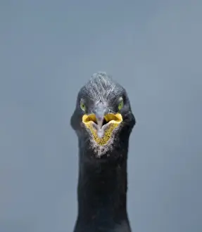 Shag Phalacrocorax aristotelis Staple Island Farne Islands Northumberland July