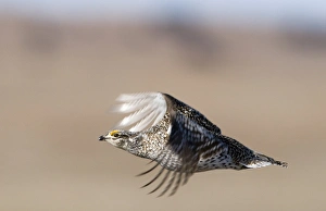Sharp-tailed Grouse Tympanuchus phasianellus in the Sandhills Nebraska USA April