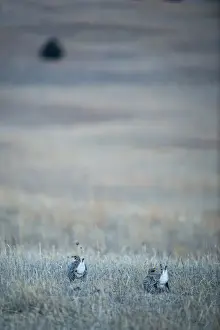 Grouse Prints: Sharp-tailed Grouse Tympanuchus phasianellus displaying on lek at dawn in the Sandhills