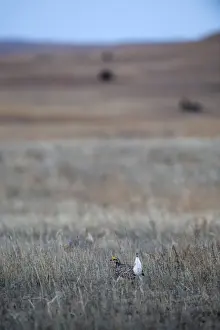 Sharp-tailed Grouse Tympanuchus phasianellus displaying on lek at dawn in the Sandhills