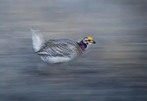 Sharp-tailed Grouse Tympanuchus phasianellus displaying on lek at dawn in the Sandhills