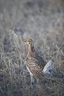 Sharp-tailed Grouse Tympanuchus phasianellus displaying on lek at dawn in the Sandhills