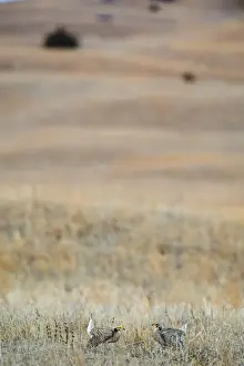 Sharp-tailed Grouse Tympanuchus phasianellus displaying on lek at dawn in the Sandhills