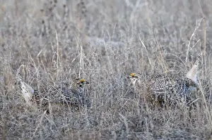 Sharp-tailed Grouse Tympanuchus phasianellus displaying on lek at dawn in the Sandhills