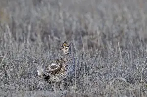 Nebraska Prints: Sharp-tailed Grouse, Tympanuchus phasianellus at lek in Sandhills Nebraska USA