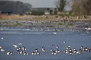 Flock Prints: Shelduck on frozen pool at Martin Mere Wildfowl & Wetlands Trust Reserve Merseyside
