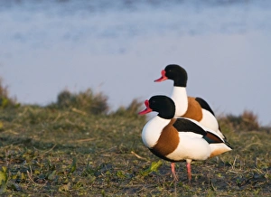 Shelduck Tadorna tadorna Cley Norfolk April