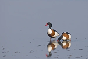 Shelduck Tadorna tadorna Cley Norfolk March