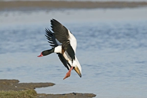Shelduck Tadorna tadorna Cley Norfolk March