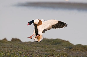 Shelduck Tadorna tadorna Cley Norfolk March