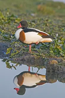 Wildfowl Prints: Shelduck Tadorna tadorna female Cley Norfolk April