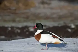 Shelduck Tadorna tadorna female Martin Mere December