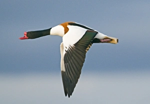 Male Prints: Shelduck Tadorna tadorna male Glos UK winter