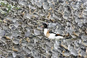 Knot Prints: Shelduck Tadorna tadorna standing in middle of high tide wader roost of Knot