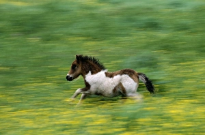 Blur Prints: Shetland Pony, Unst, Shetland, Scotland, UK