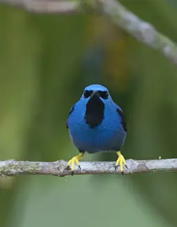La Selva Prints: Shining Honeycreeper Cyanerpes lucidus La Selva Costa Rica