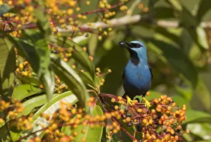 : Shining Honeycreeper Cyanerpes lucidus La Selva Costa Rica