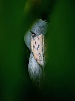 Bird Prints: Shoebill Stork(Balaeniceps rex) Captive